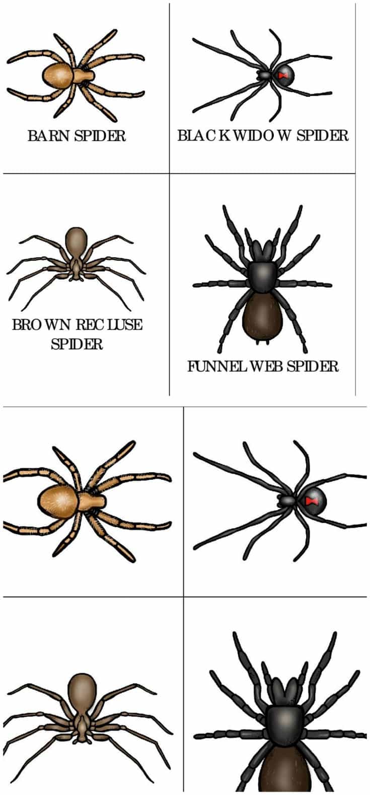 Identify different types of spiders with your toddler or preschooler with this free set of printable spider types cards.